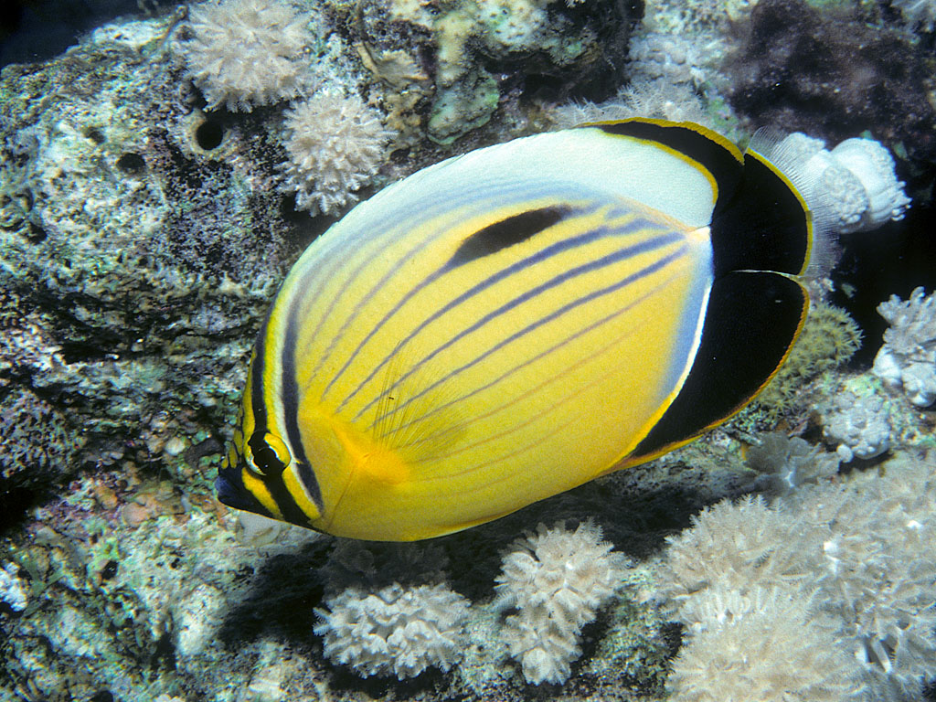 Chaetodon austriacus (Pesce farfalla austriaco)